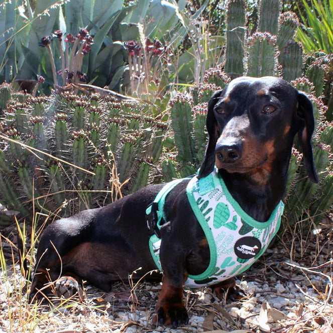 Cactus Garden Adjustable Dog Harness